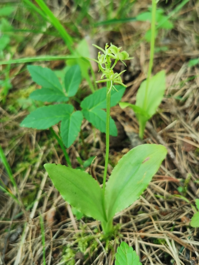Liparis nemoralis photo 4