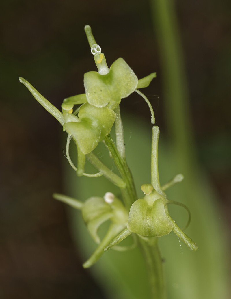 Liparis nemoralis photo 5