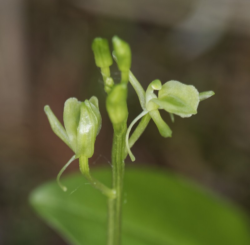 Liparis nemoralis photo 7