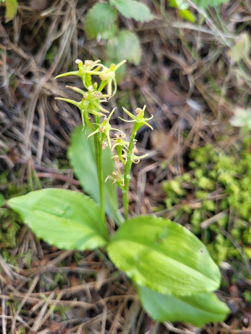 Liparis nemoralis photo 8