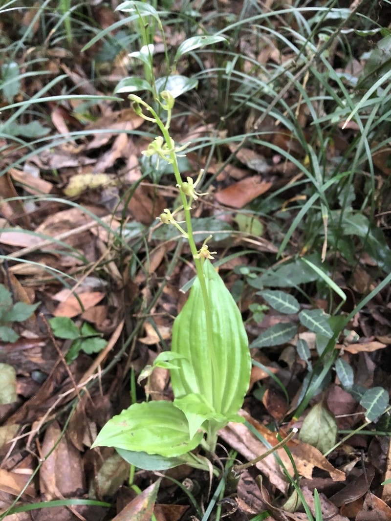 Liparis nervosa photo 3