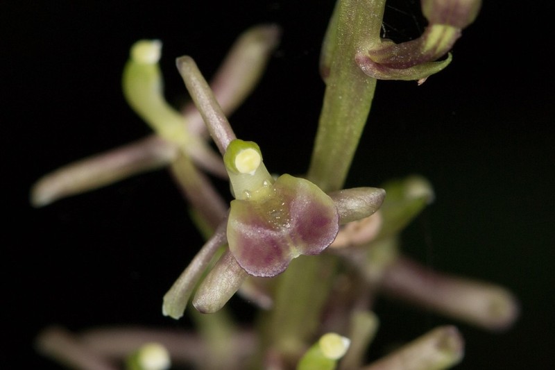 Liparis nervosa photo 4