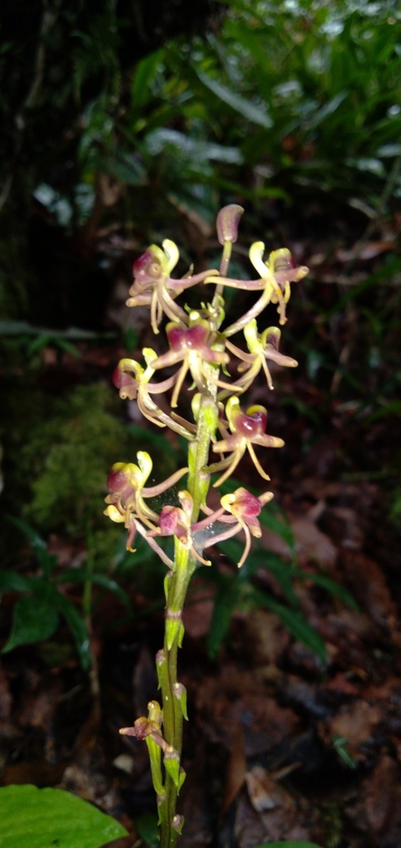 Liparis nervosa photo 5