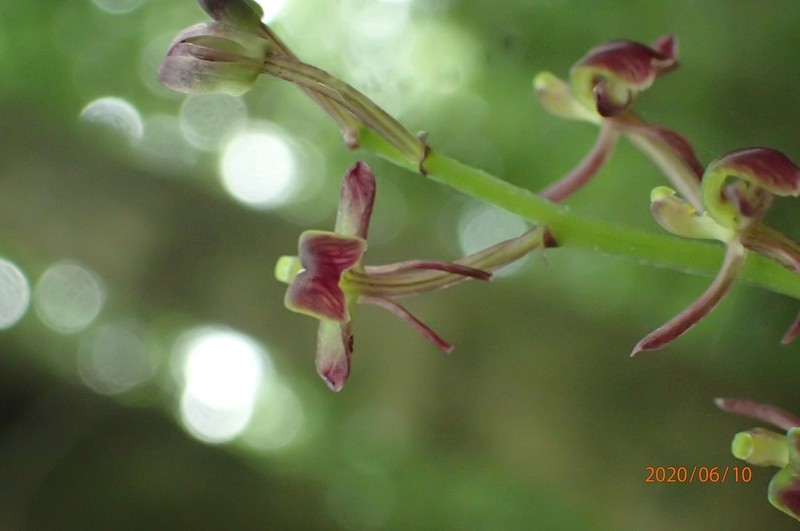 Liparis nervosa photo 6