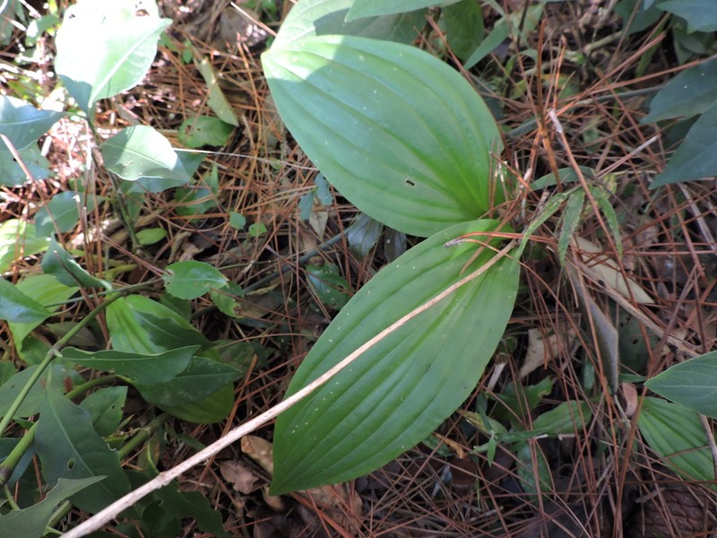 Liparis nervosa photo 7