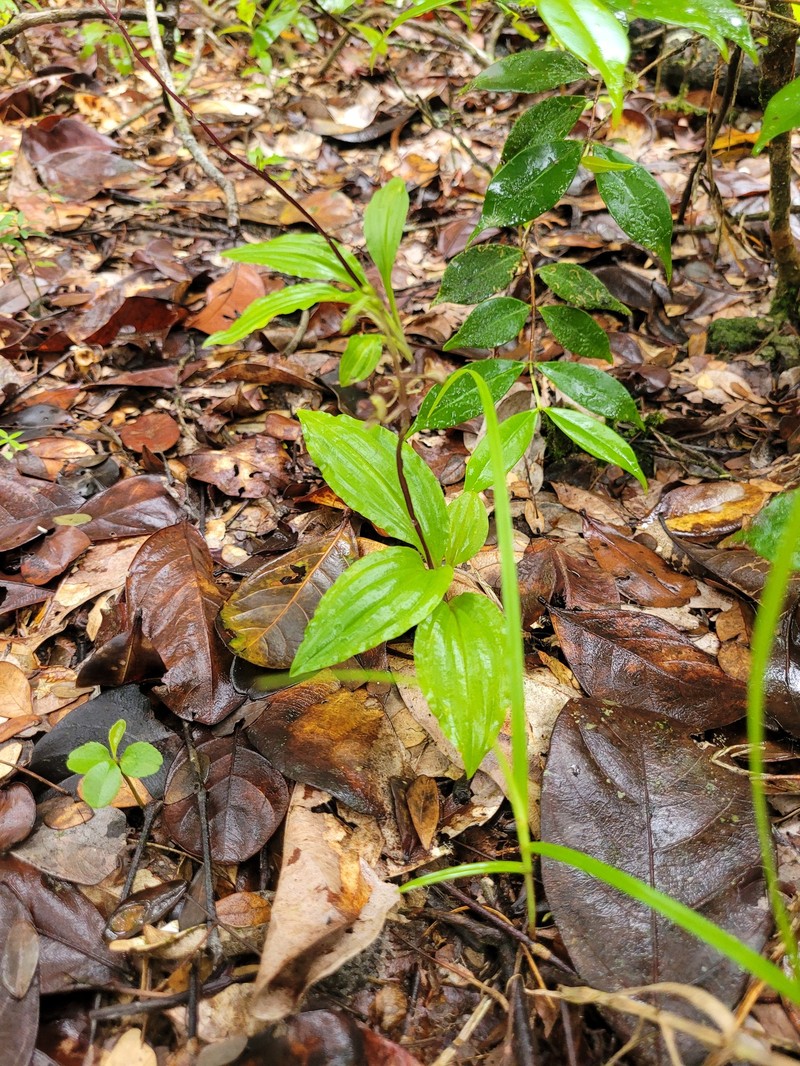 Pantropical Widelip Orchid