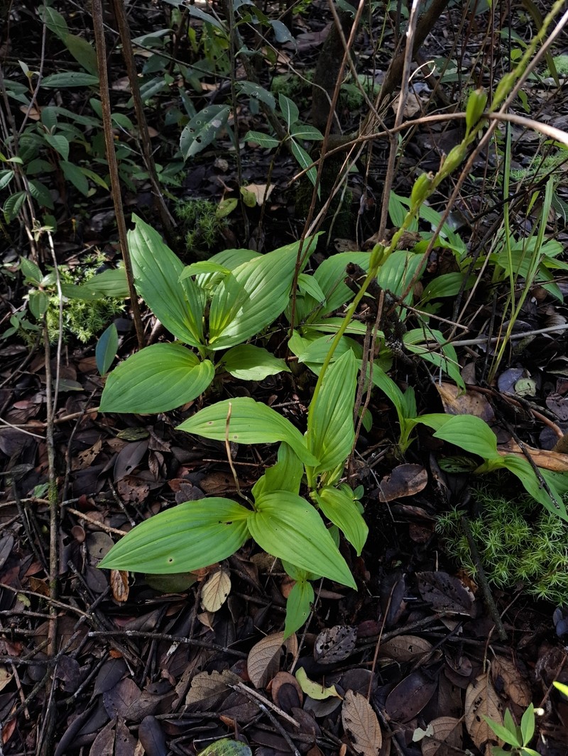 Pantropical Widelip Orchid photo 2