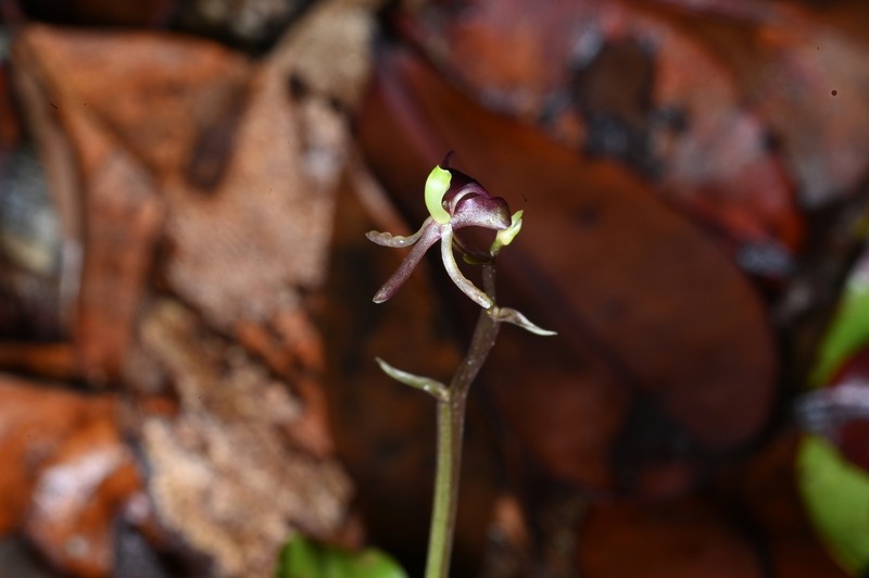 Pantropical Widelip Orchid photo 3
