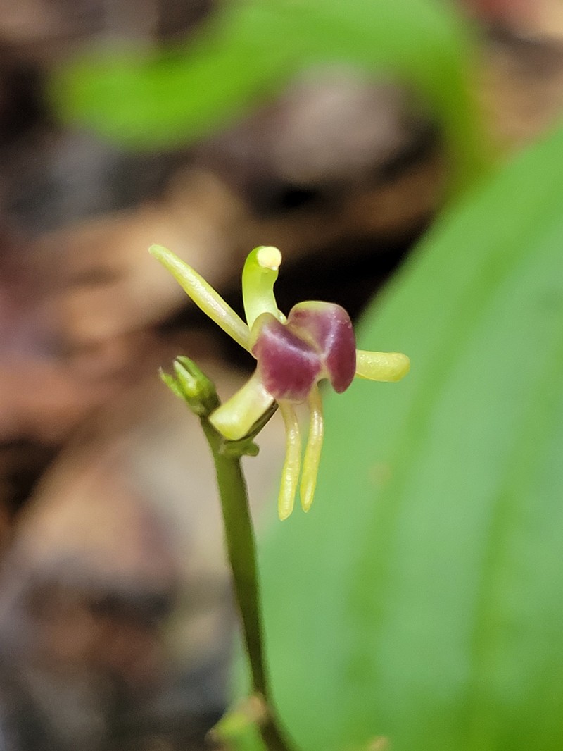 Pantropical Widelip Orchid photo 4