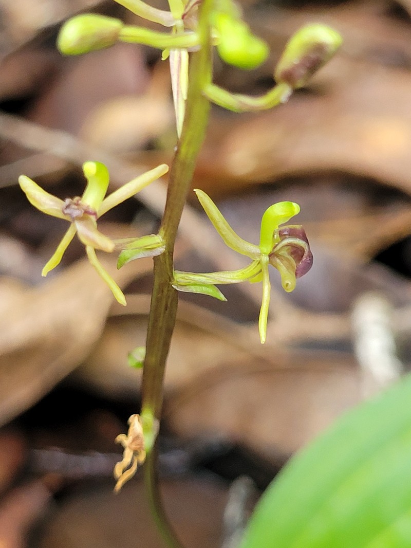 Pantropical Widelip Orchid photo 5