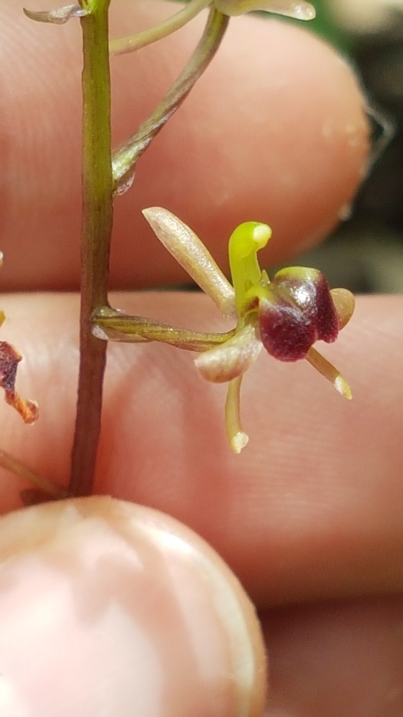 Pantropical Widelip Orchid photo 6