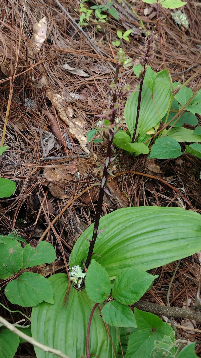 Pantropical Widelip Orchid photo 7