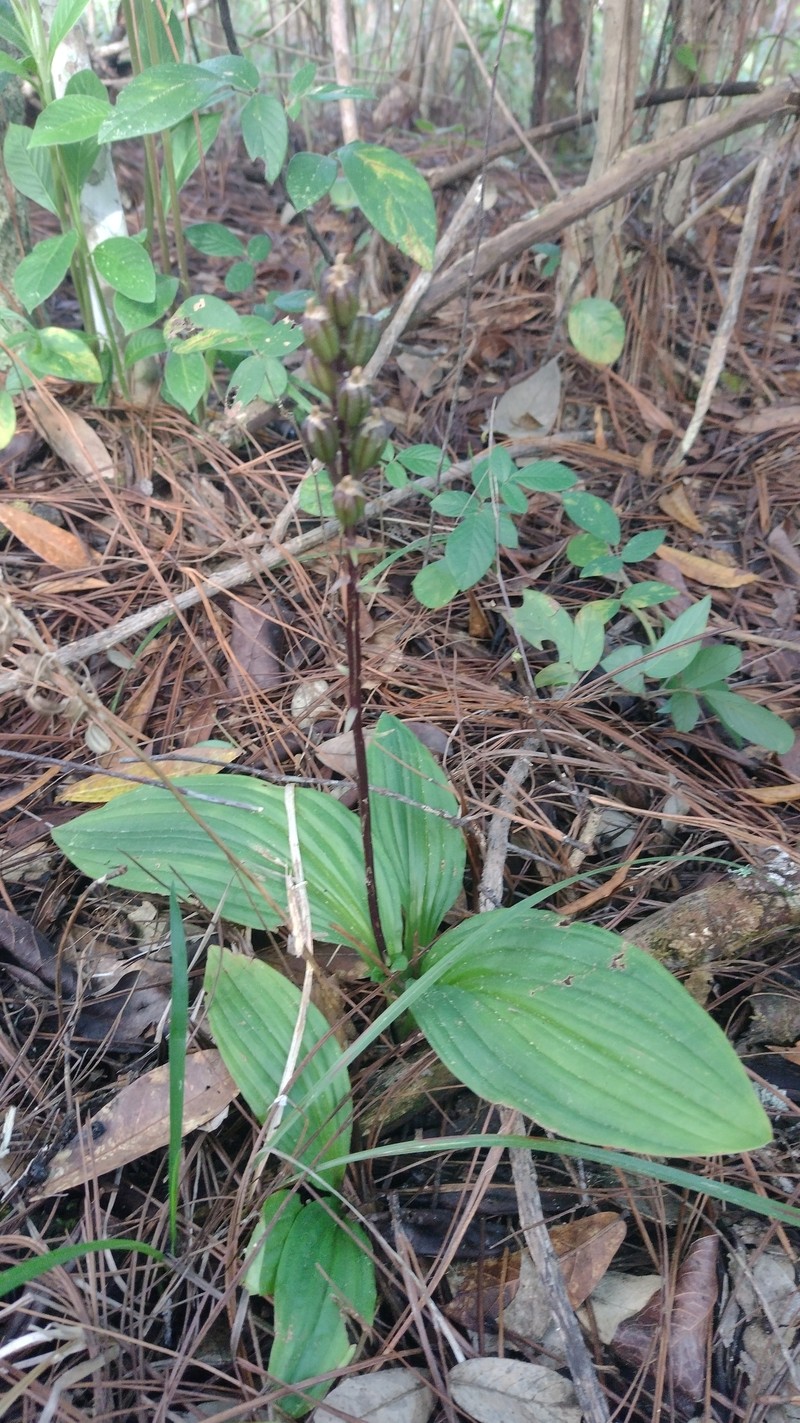 Pantropical Widelip Orchid photo 8