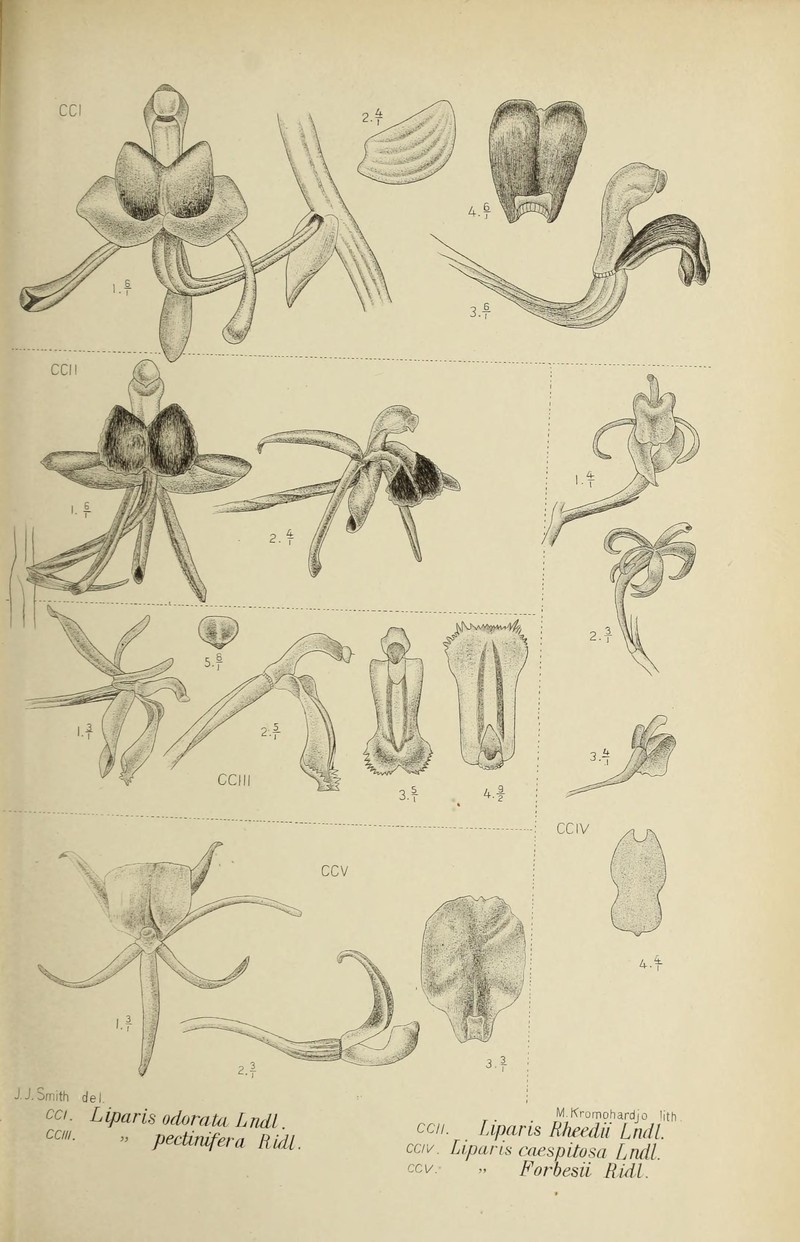 Fragrant Liparis