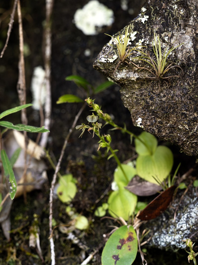 Saunders' Widelip Orchid