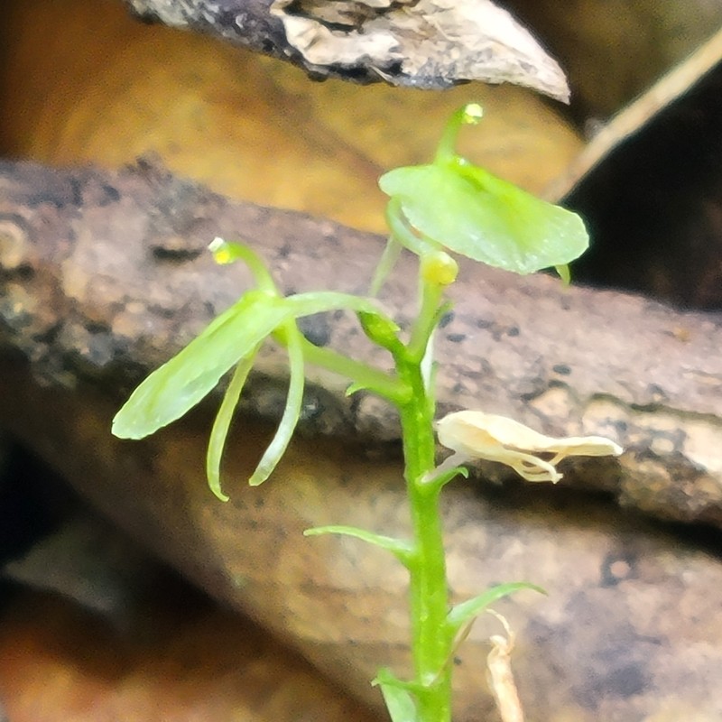 Saunders' Widelip Orchid photo 3