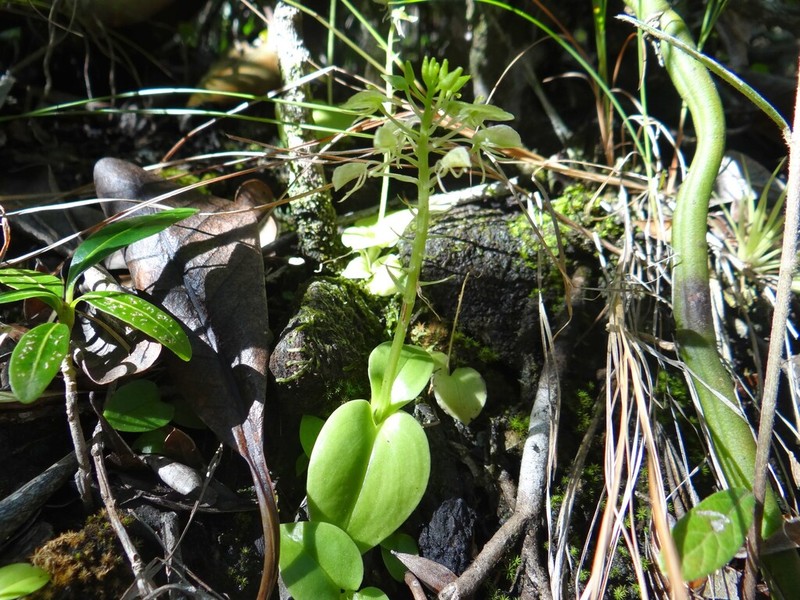 Saunders' Widelip Orchid photo 4