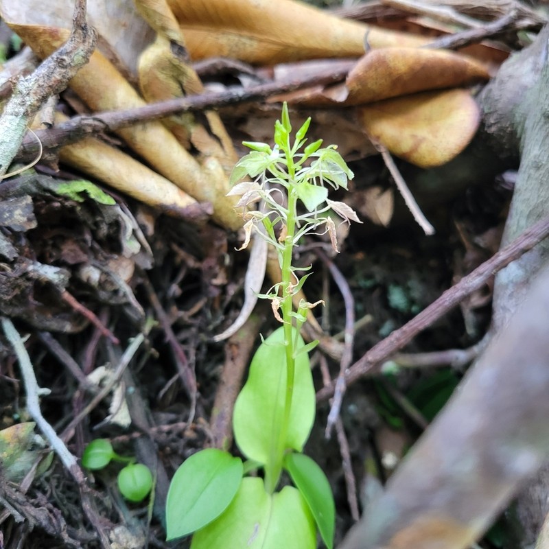 Saunders' Widelip Orchid photo 5