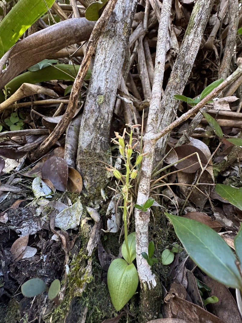 Saunders' Widelip Orchid photo 6