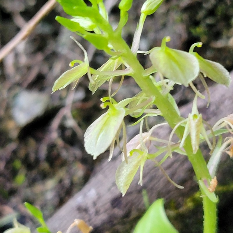 Saunders' Widelip Orchid photo 8