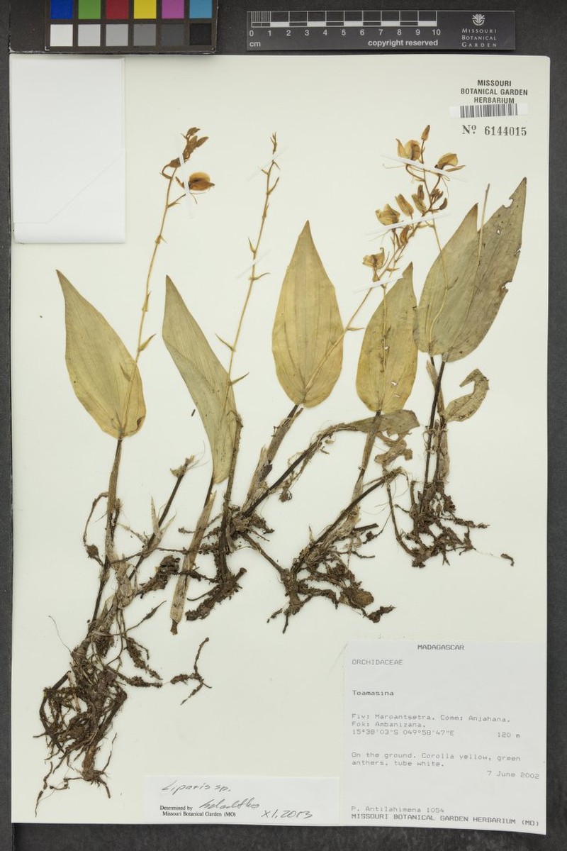 Liparis superclareae