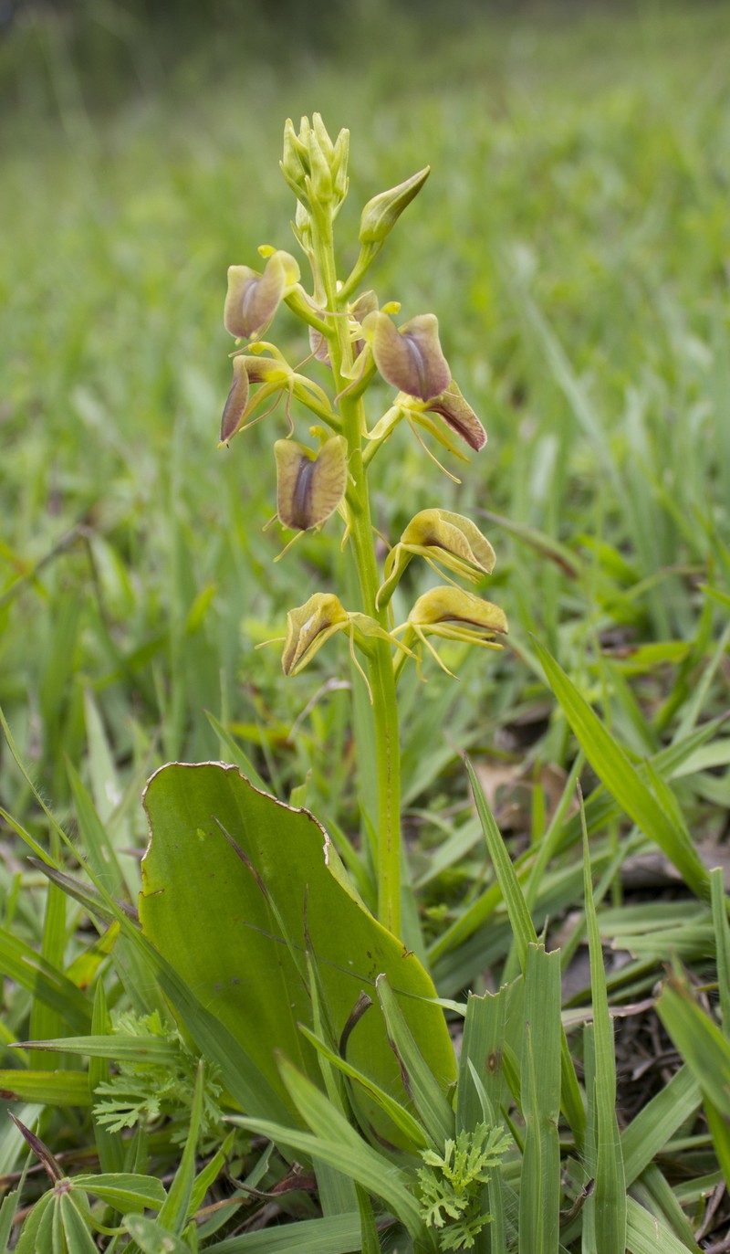 Tropical Widelip Orchid