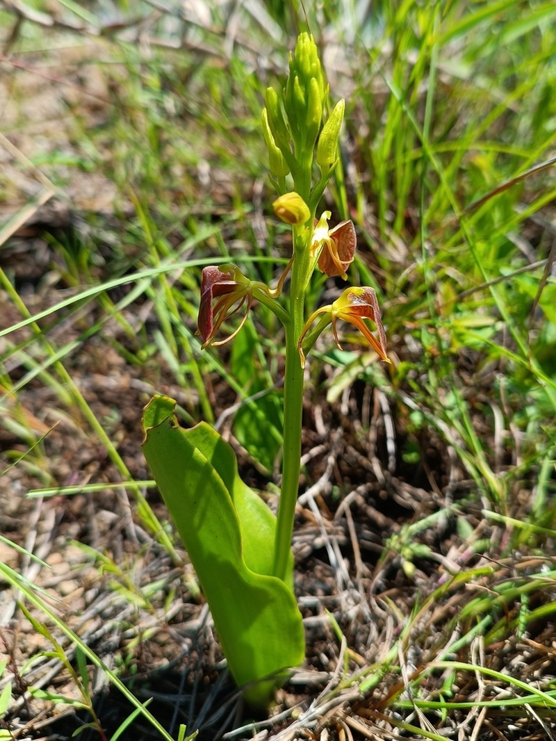 Tropical Widelip Orchid