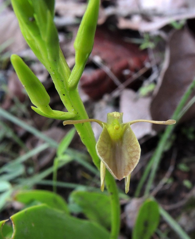 Tropical Widelip Orchid photo 2