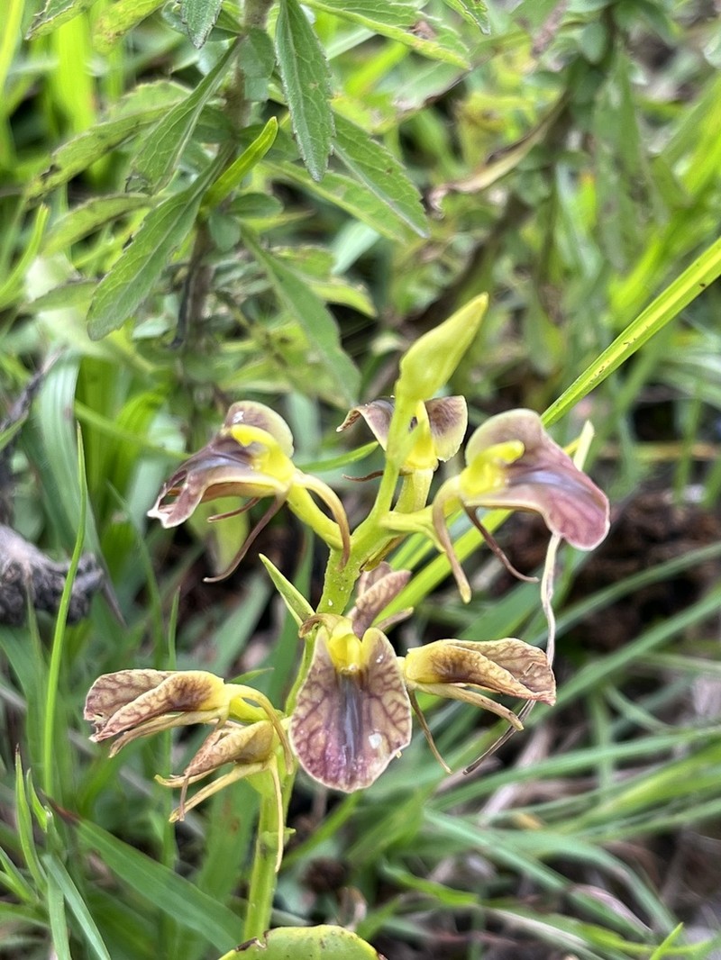 Tropical Widelip Orchid photo 3