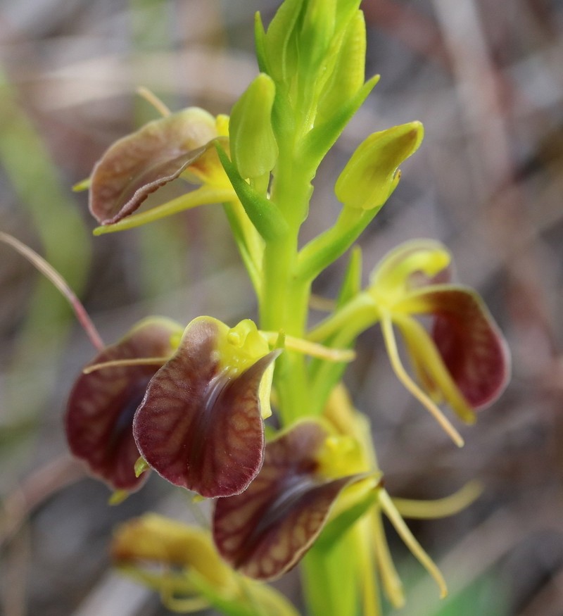 Tropical Widelip Orchid photo 4
