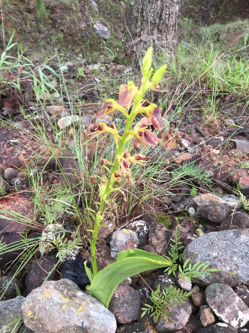 Tropical Widelip Orchid photo 5