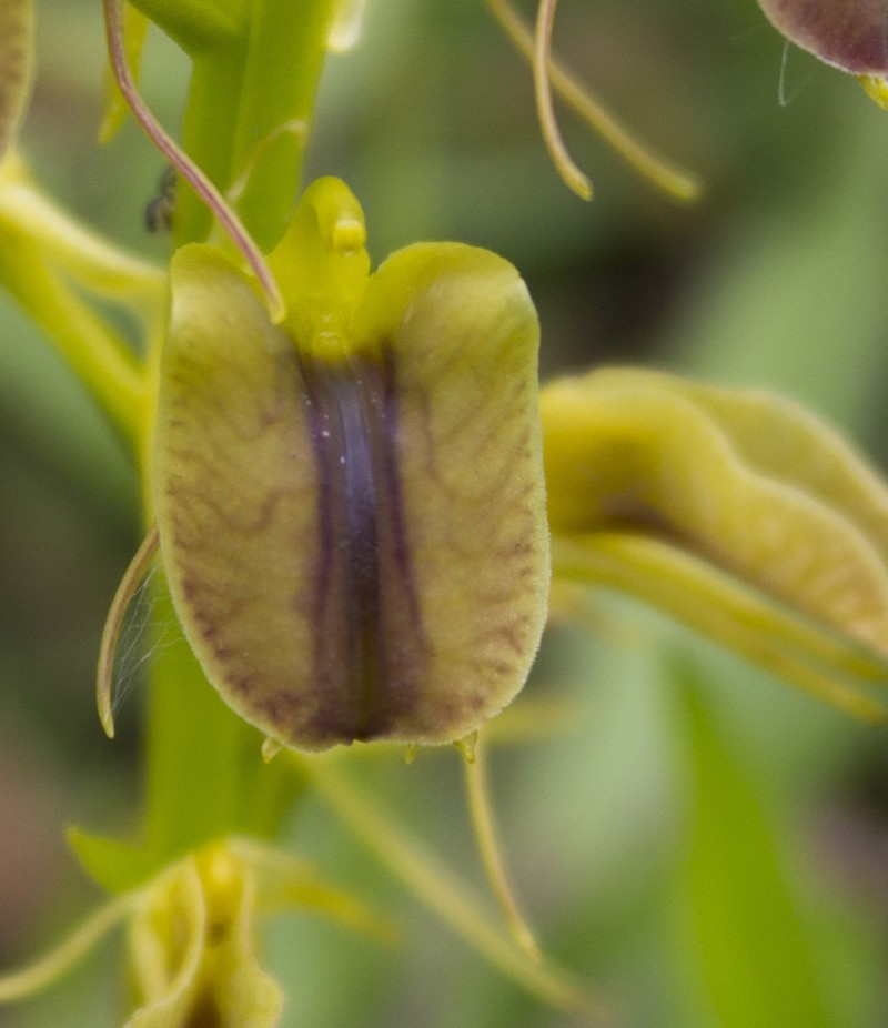 Tropical Widelip Orchid photo 6