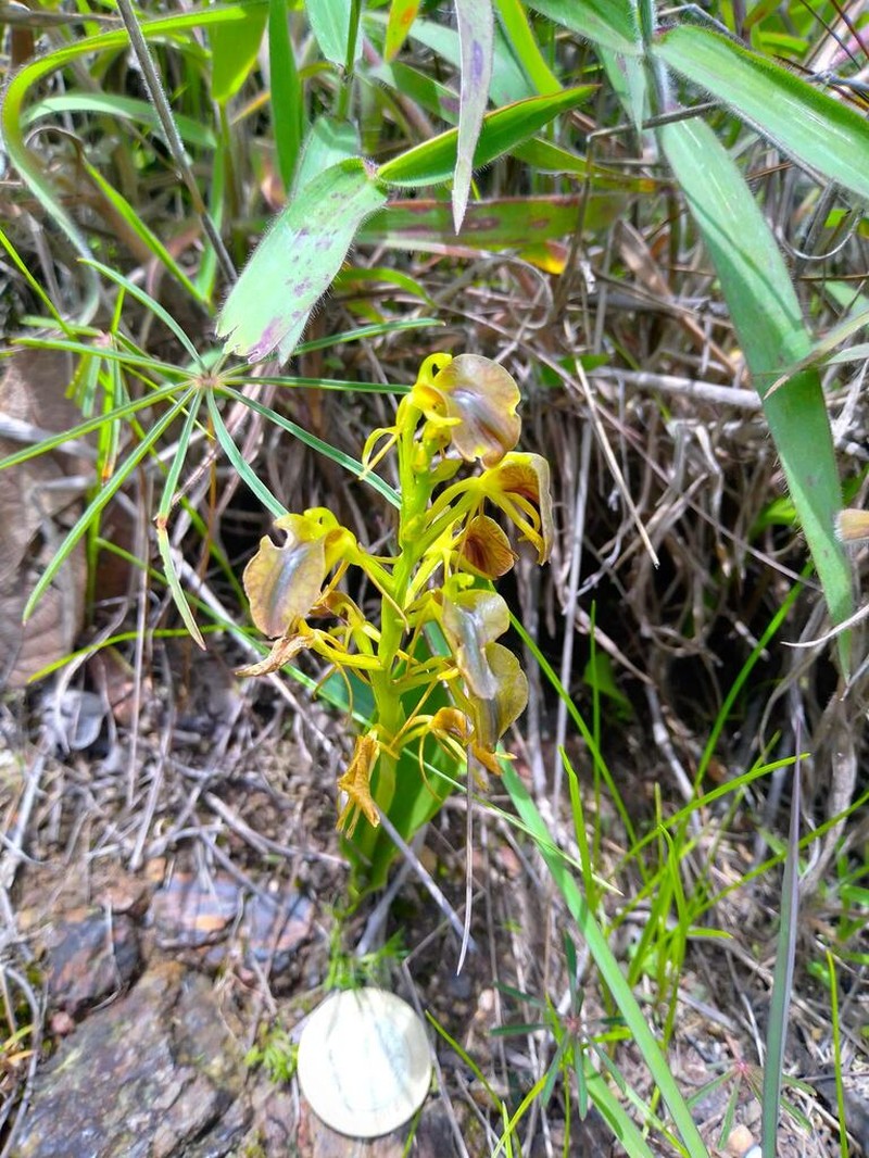 Tropical Widelip Orchid photo 7
