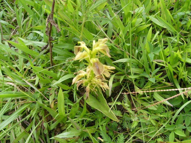 Tropical Widelip Orchid photo 8
