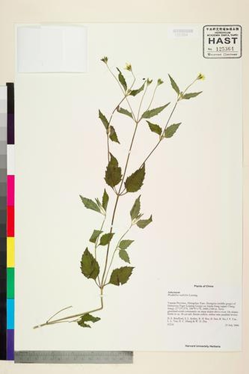 Lipoblepharis urticifolia photo 2