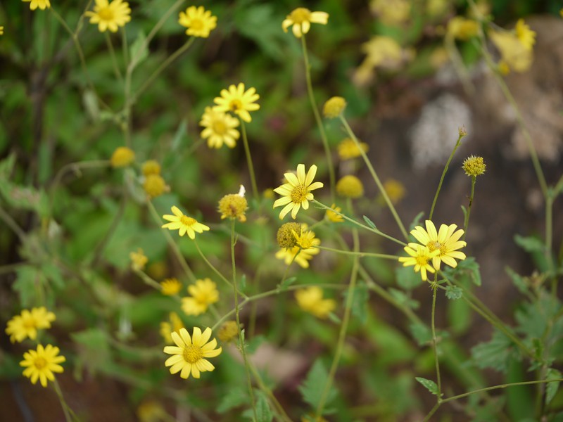 Lipoblepharis urticifolia