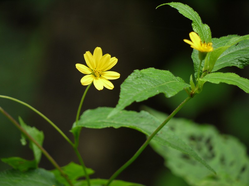 Lipoblepharis urticifolia photo 3