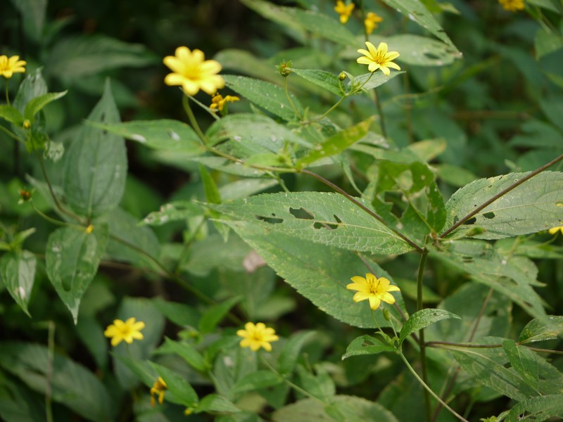 Lipoblepharis urticifolia photo 4