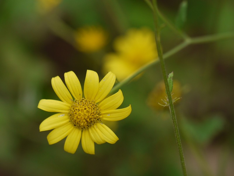 Lipoblepharis urticifolia photo 5