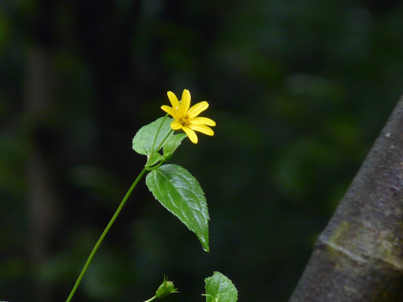 Lipoblepharis urticifolia subsp. urticifolia