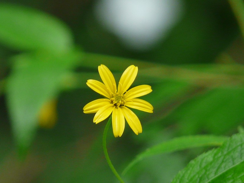 Lipoblepharis urticifolia subsp. urticifolia photo 3
