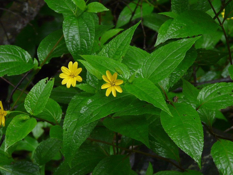 Lipoblepharis urticifolia subsp. urticifolia photo 4