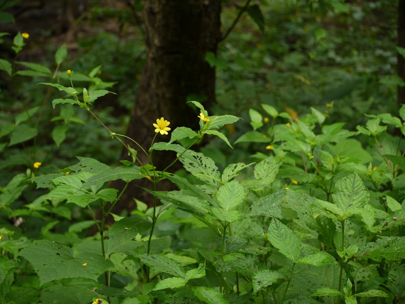 Lipoblepharis urticifolia subsp. urticifolia photo 5