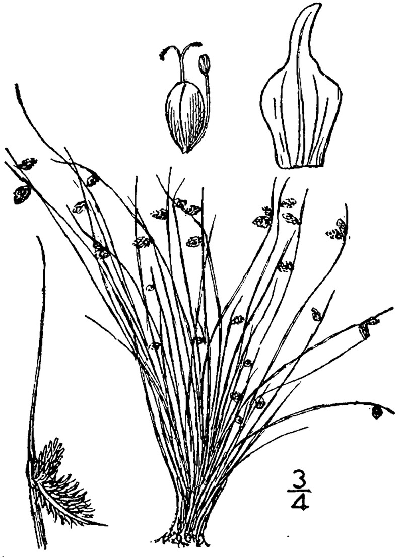 Awned Halfchaff Sedge