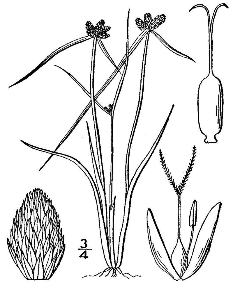 American Halfchaff Sedge