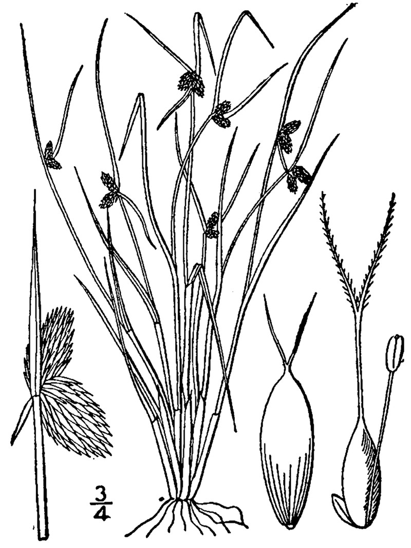 Smallflower Halfchaff Sedge