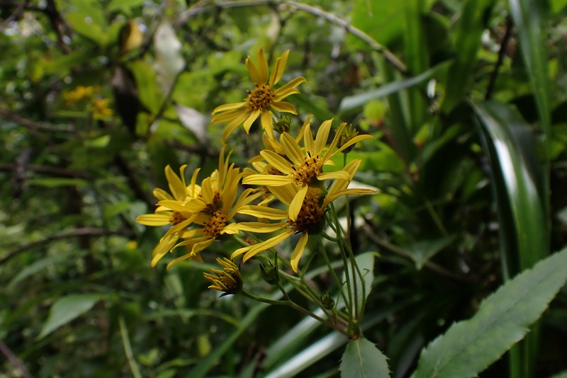 Lipochaeta connata subsp. acris photo 2
