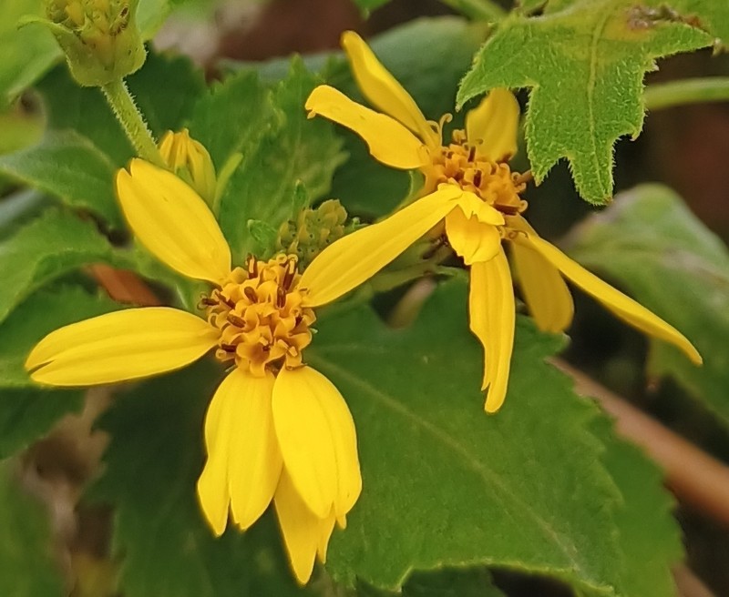 Lipochaeta connata subsp. acris photo 3