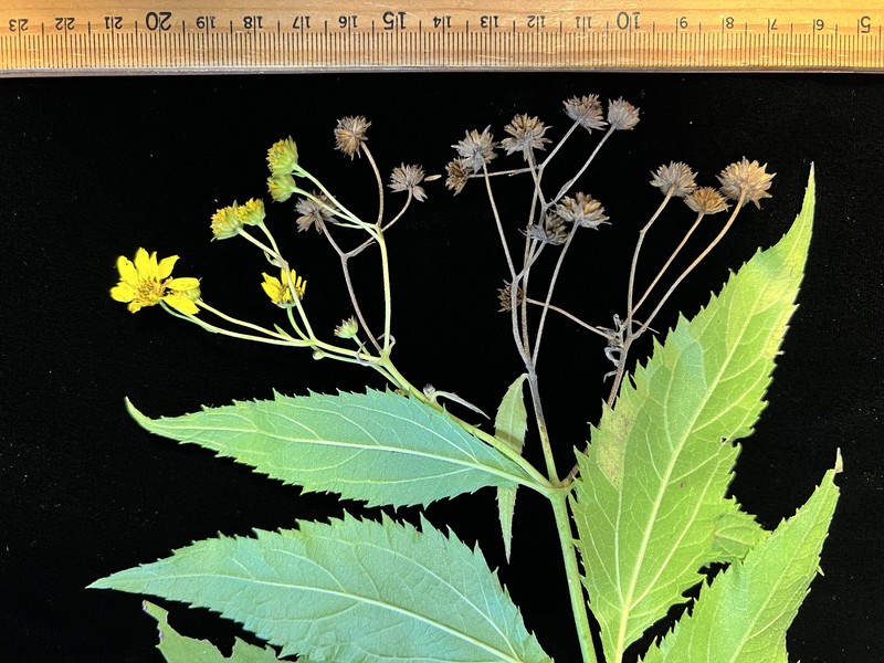 Lipochaeta connata subsp. acris photo 4