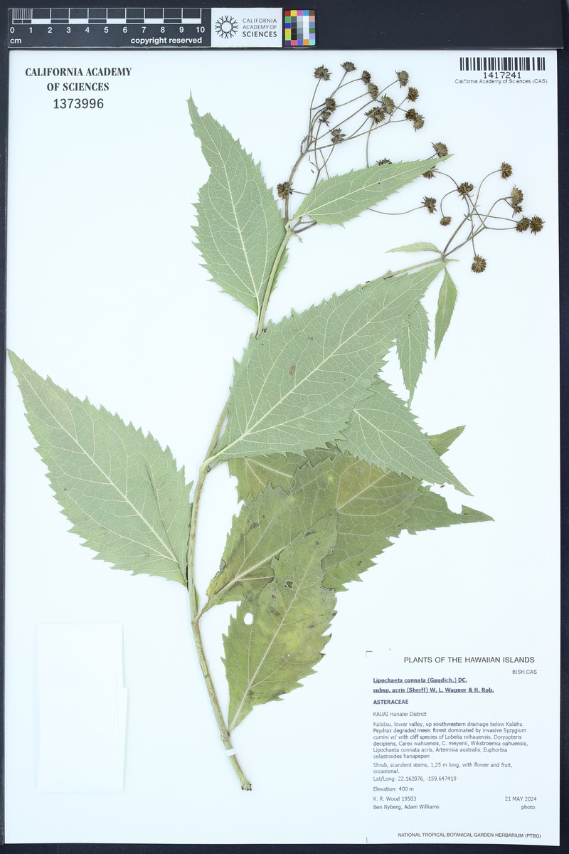 Lipochaeta connata subsp. acris photo 5
